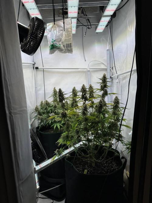 Zamnesia Wurlz F1 & Blue Cheese F1. Week 9