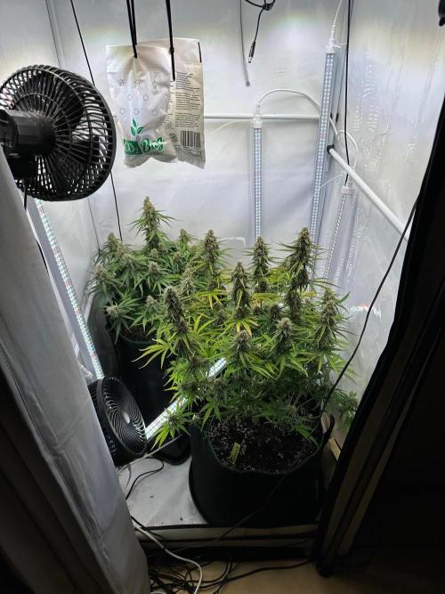 Zamnesia Wurlz F1 & Blue Cheese F1. Week 9