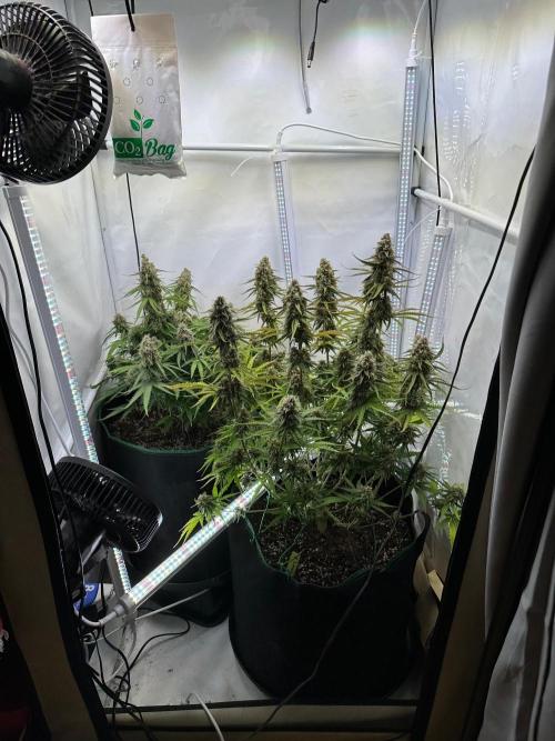 Zamnesia Wurlz F1 & Blue Cheese F1. Week 10