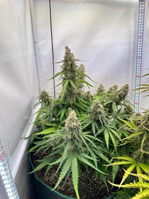 Zamnesia Wurlz F1 & Blue Cheese F1. Week 10