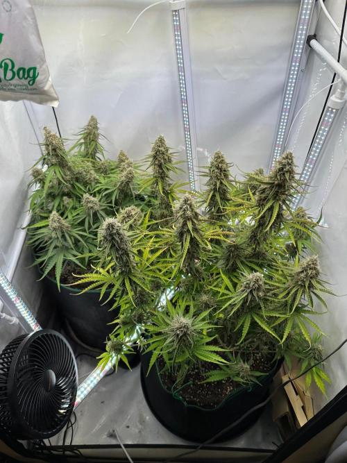 Zamnesia Wurlz F1 & Blue Cheese F1. Week 10