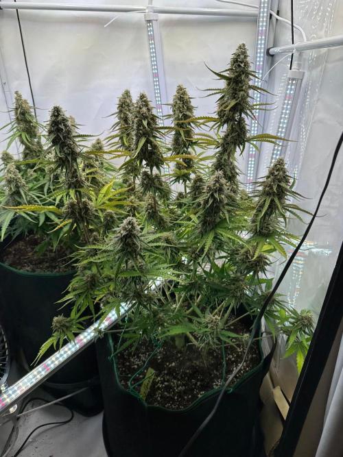 Zamnesia Wurlz F1 & Blue Cheese F1. Week 10