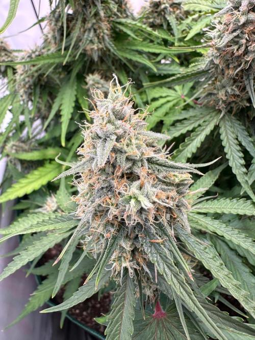 Zamnesia Wurlz F1 & Blue Cheese F1. Week 10