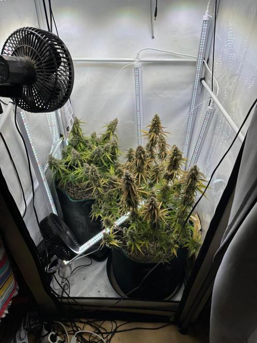 Zamnesia Wurlz F1 & Blue Cheese F1. Week 11