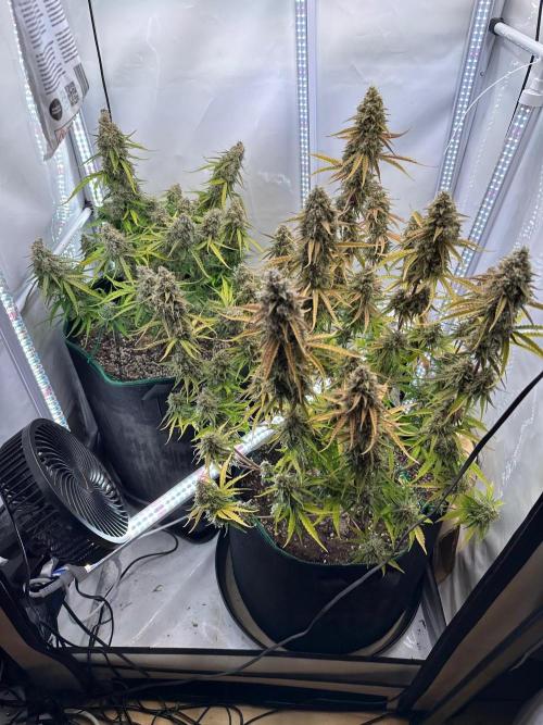 Zamnesia Wurlz F1 & Blue Cheese F1. Week 11