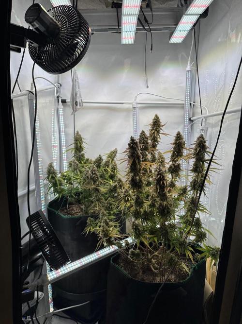 Zamnesia Wurlz F1 & Blue Cheese F1. Week 11
