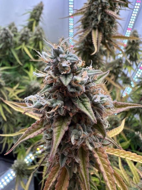 Zamnesia Wurlz F1 & Blue Cheese F1. Week 11