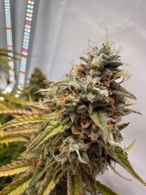 Zamnesia Wurlz F1 & Blue Cheese F1. Week 11