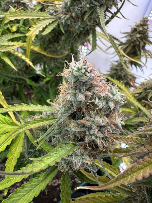 Zamnesia Wurlz F1 & Blue Cheese F1. Week 11