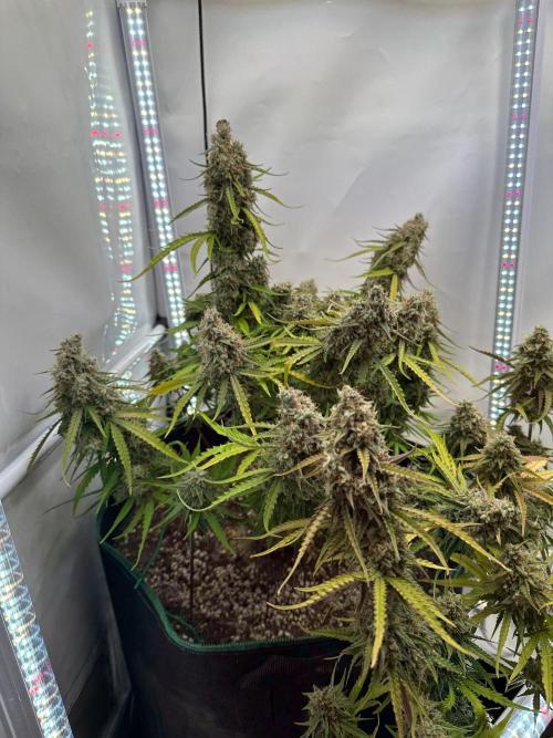 Zamnesia Wurlz F1 & Blue Cheese F1. Week 11