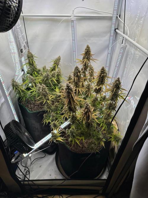 Zamnesia Wurlz F1 & Blue Cheese F1. Week 11