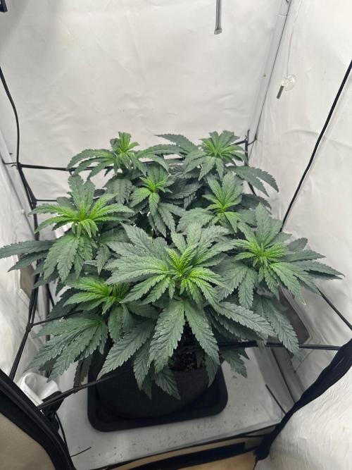 Apple Fritter. Week 7