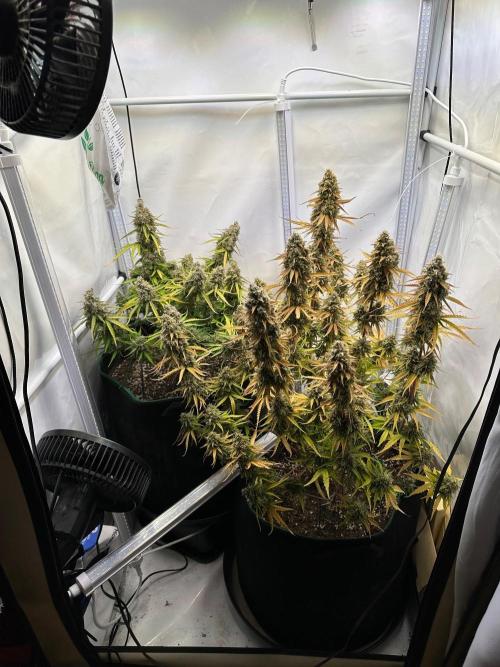 Zamnesia Wurlz F1 & Blue Cheese F1. Week 12