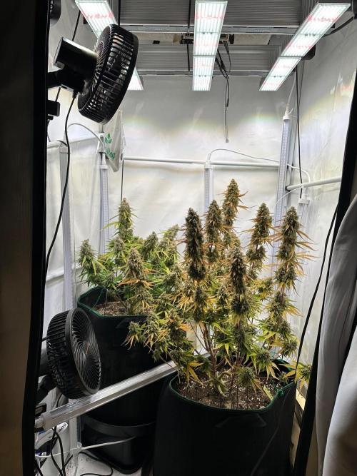 Zamnesia Wurlz F1 & Blue Cheese F1. Week 12