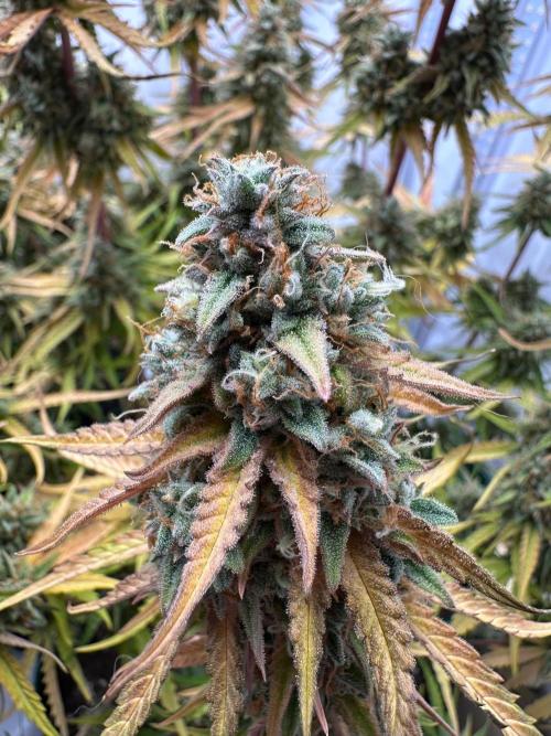 Zamnesia Wurlz F1 & Blue Cheese F1. Week 12