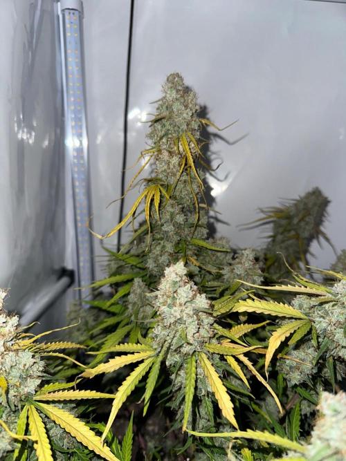Zamnesia Wurlz F1 & Blue Cheese F1. Week 12