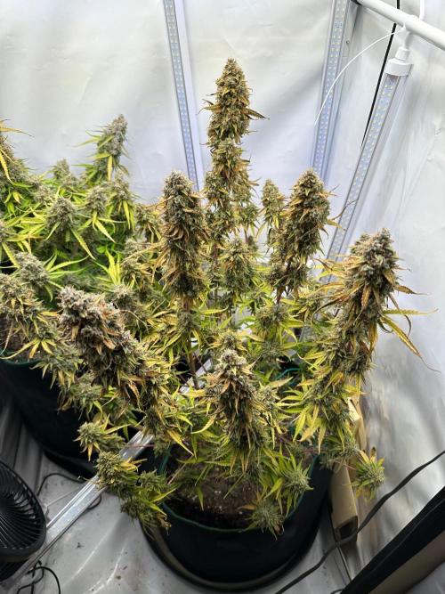 Zamnesia Wurlz F1 & Blue Cheese F1. Week 12