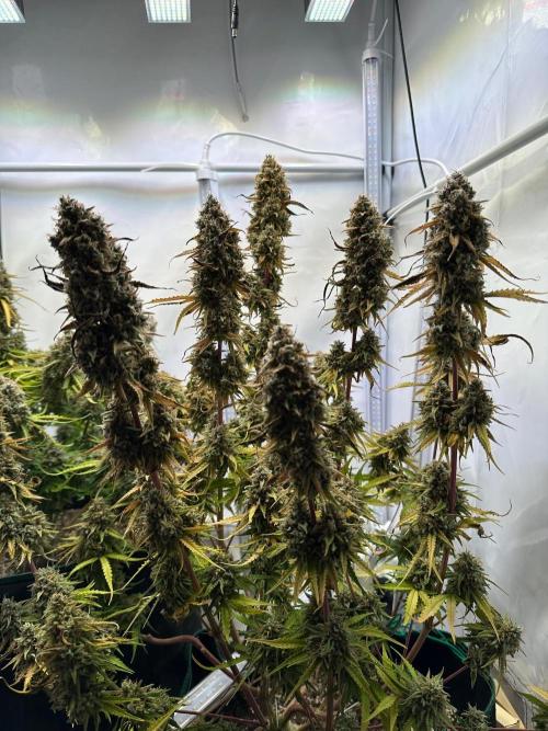 Zamnesia Wurlz F1 & Blue Cheese F1. Week 12