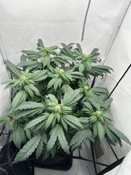 Zamnesia Apple Fritter Photo. Week 10
