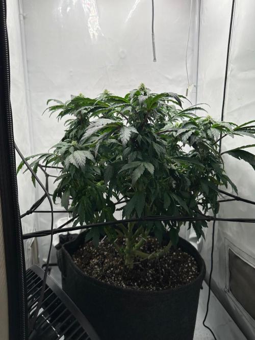 Apple Fritter. Week 10