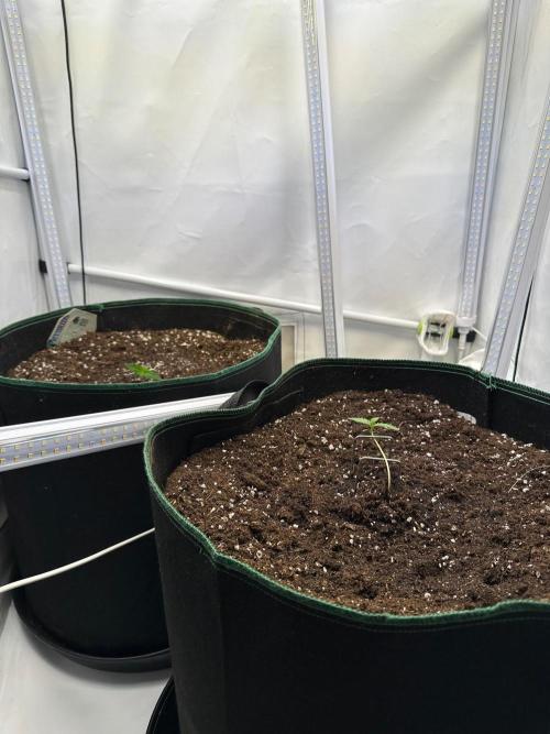 RQS Milky Way F1 & GOAT'lato Auto. Week 2