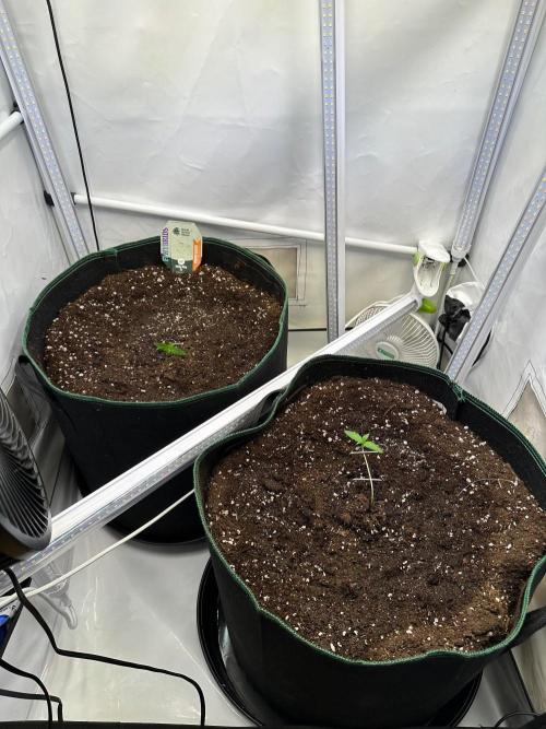 RQS Milky Way F1 & GOAT'lato Auto. Week 2