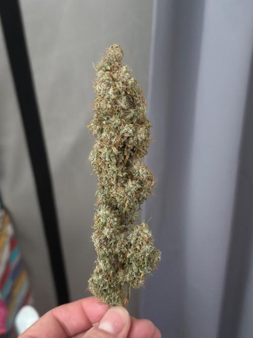 Zamnesia Wurlz F1 & Blue Cheese F1. Week 12