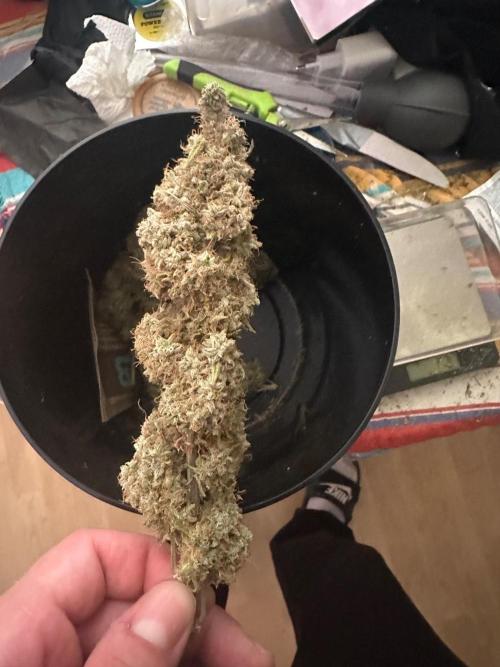 Zamnesia Wurlz F1 & Blue Cheese F1. Week 12