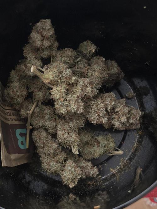 Zamnesia Wurlz F1 & Blue Cheese F1. Week 12