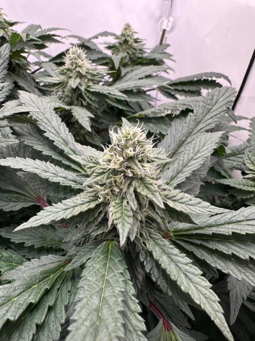 Zamnesia Apple Fritter Photo. Week 12