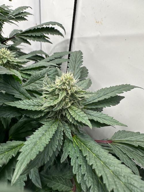 Zamnesia Apple Fritter Photo. Week 12