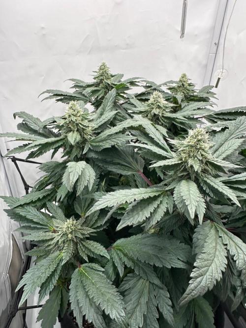 Apple Fritter. Week 12