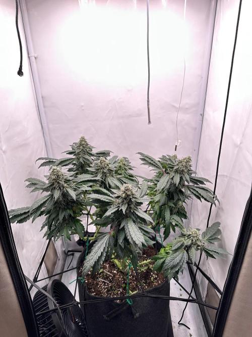Zamnesia Apple Fritter Photo. Week 14
