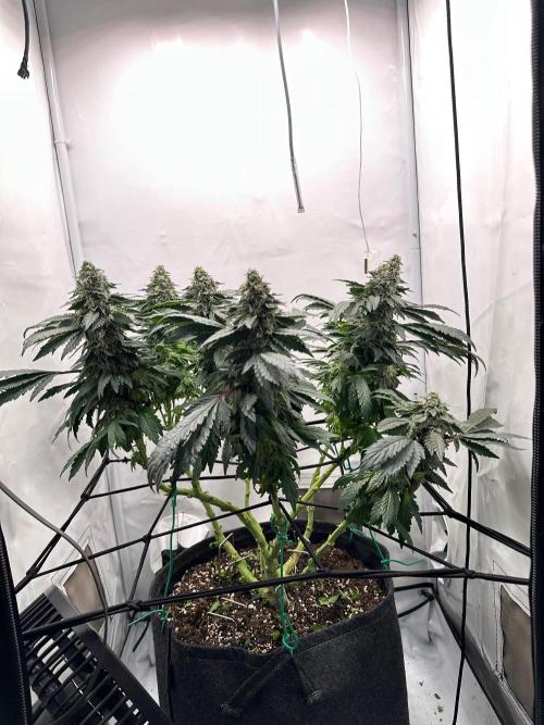 Zamnesia Apple Fritter Photo. Week 14
