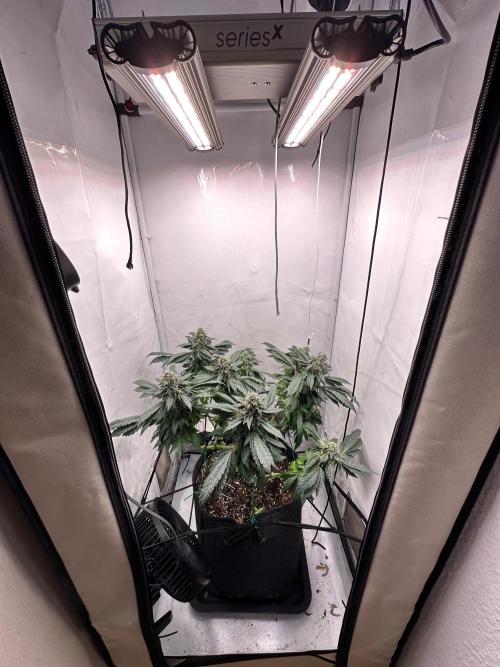 Zamnesia Apple Fritter Photo. Week 14