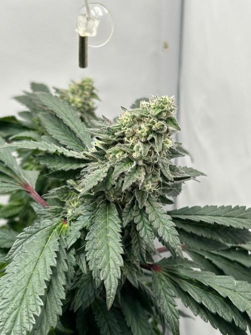 Zamnesia Apple Fritter Photo. Week 14