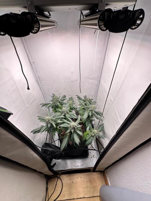 Zamnesia Apple Fritter Photo. Week 14