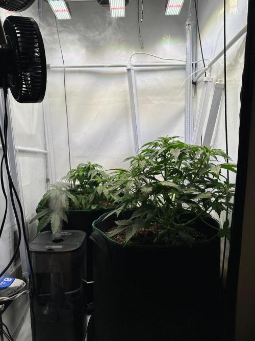 RQS Milky Way F1 & GOAT'lato Auto. Week 5
