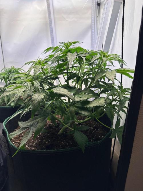 RQS Milky Way F1 & GOAT'lato Auto. Week 5