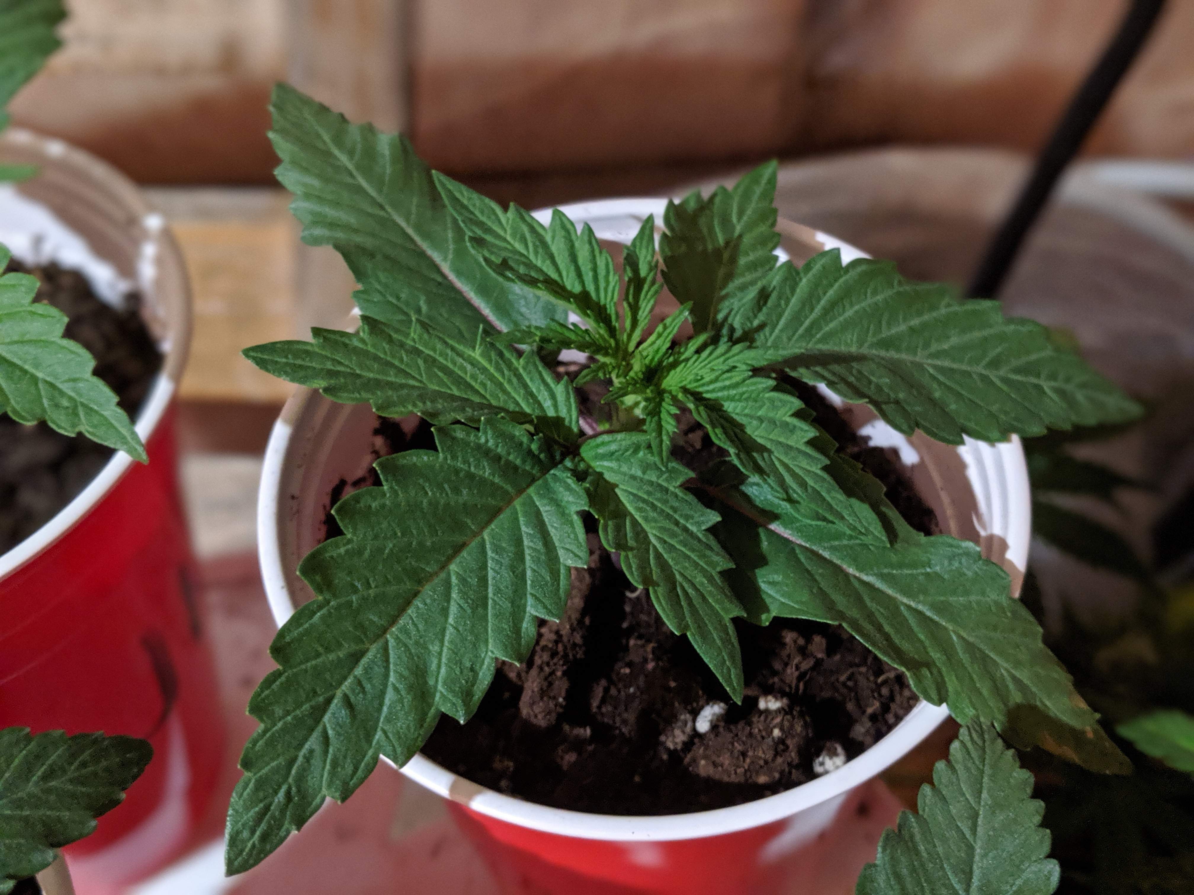 Seedsman Blueberry grow diary (journal) week2 by Jon23 GrowDiaries