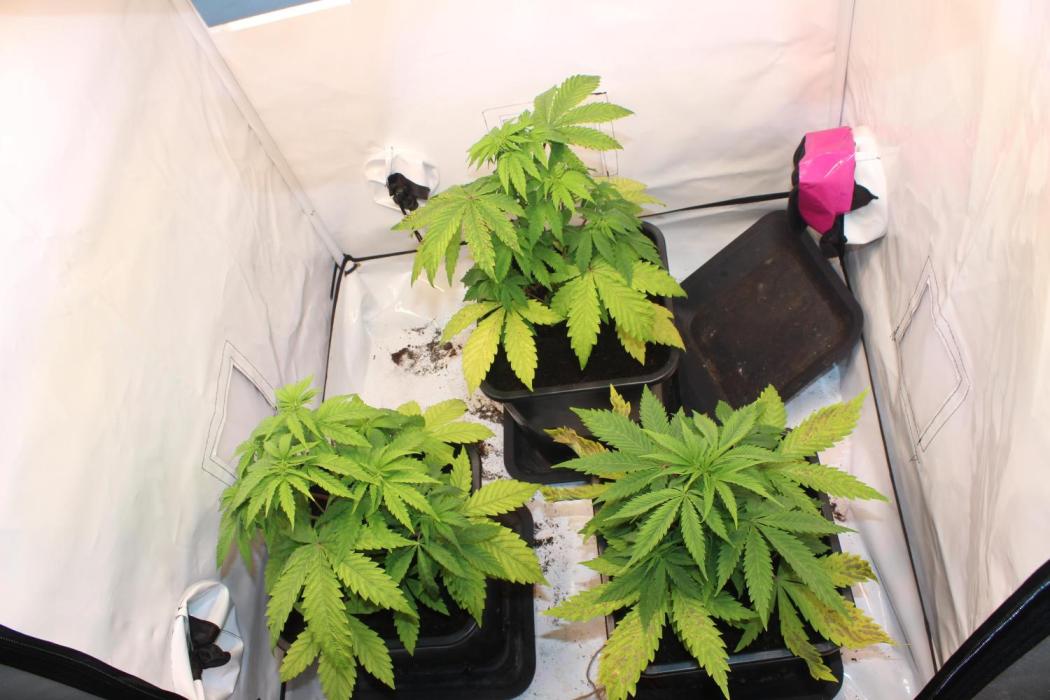 Tangerine Dream 🍊. Week 5 - Heavy lockout 