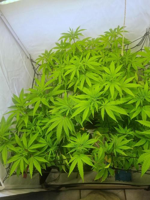 Tangerine Dream 🍊. Week 6 - Top