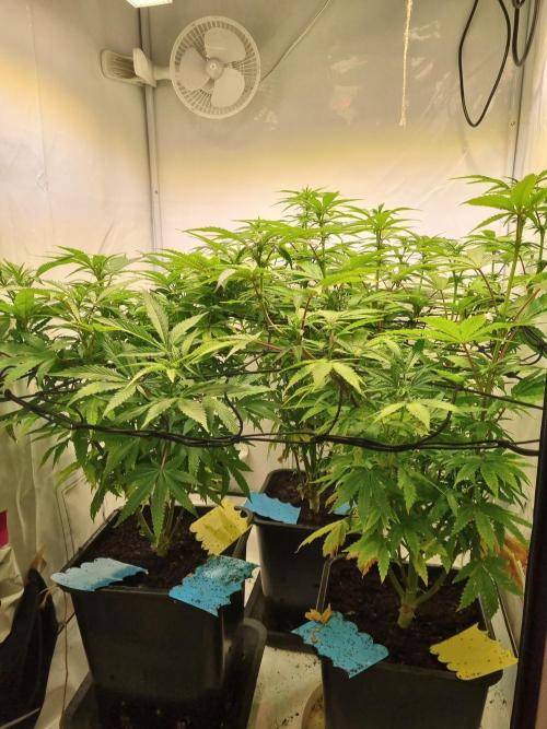 Tangerine Dream 🍊. Week 7 - Side