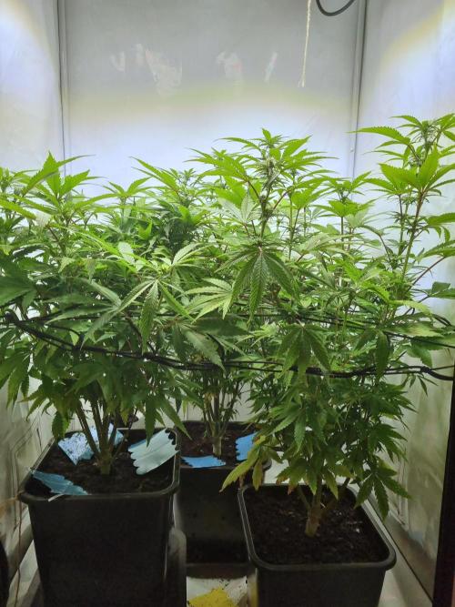 Tangerine Dream 🍊. Week 8 - Side good Stretch 