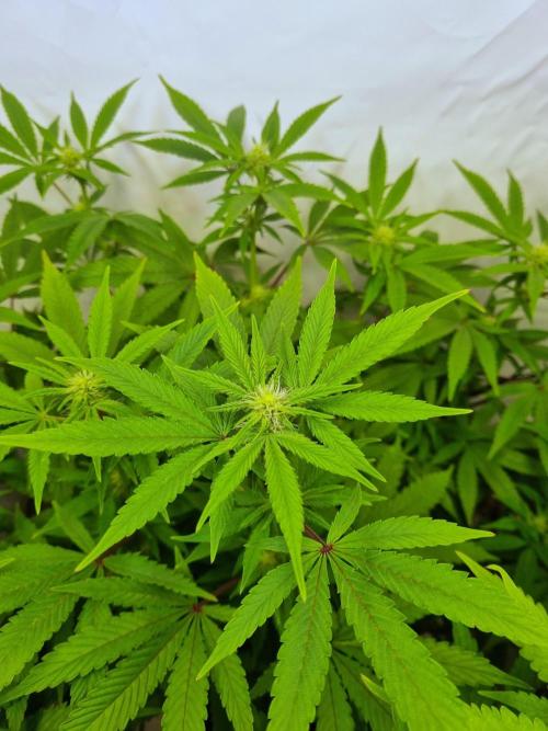 Tangerine Dream 🍊. Week 8 - Trichomes and buds are developing now 