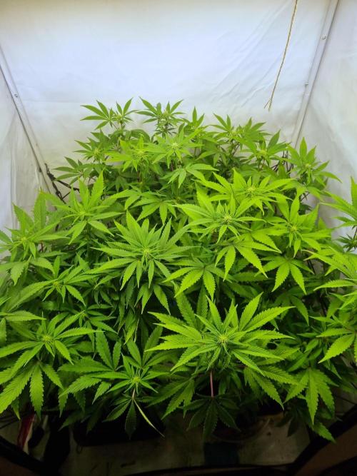 Tangerine Dream 🍊. Week 8 - Top View 