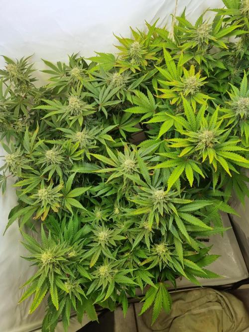 Tangerine Dream 🍊. Week 10 - Top