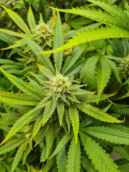 Tangerine Dream 🍊. Week 10 - Bud 2