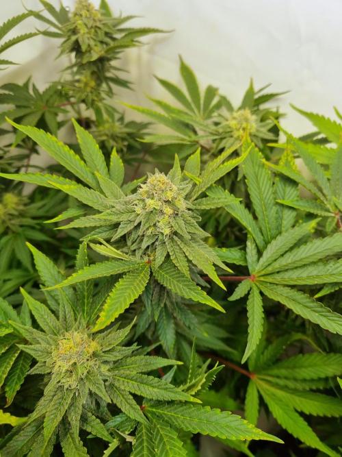 Tangerine Dream 🍊. Week 10 - Bud 3 