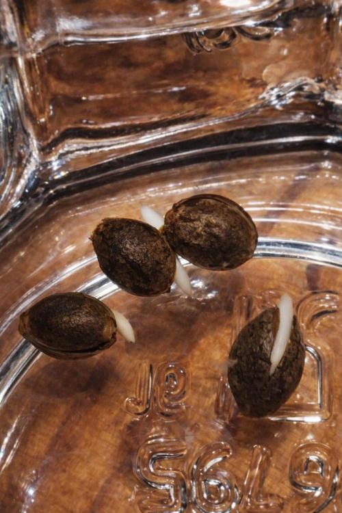 Eternity Grow Cup Cannaseur. Week 0 - 03.03 
100% Germination rate after 3 days 